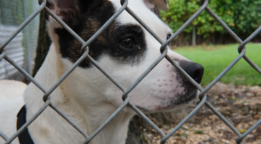 Wicomico County Council to Reconsider Dog Kennel Legislation